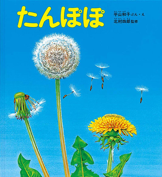 身近なたんぽぽの不思議を見事に描き出す  たんぽぽを知っていますか？　冬の間、葉を低くして地面にひろげていたたんぽぽは、暖かくなると新しい葉を出して立ち上がります。根を掘ってみると、その長さに驚きます。花をよく見ると小さな花の集まりです。この花のひとつずつに実ができて綿毛になります。身近な植物の生態のふしぎさ、そのたくましさを、長年にわたる観察と写生をもとに見事に描きます。実物大に描かれた根や１つずつの小さな花は圧巻です。